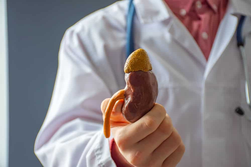 Médecin du rein analysant un bilan de fonction rénale en consultation de néphrologie